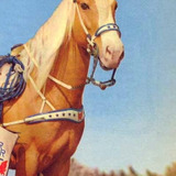 Trigger — Trigger - Roy's Horse