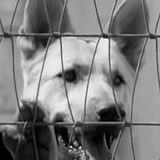 Ace the Wonder Dog — Danny Boy (as Ace)
