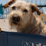 Gus — Merv