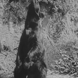 John Brown — A Bear (uncredited)