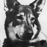 London — Duke, the Dog (uncredited)