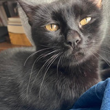 La negrita — La negrita