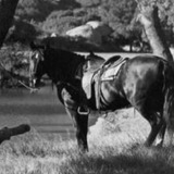 Flash — Flash - Eddie's Horse