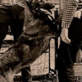 Dynamite the Dog — Dynamite