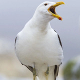 Sully Seagull — Seagull on a tire