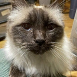 Timmy the Cat — Timothy