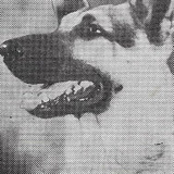 Rin-Tin-Tin Jr. — Rinty