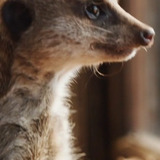 Elvis the Meerkat — Trevor