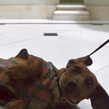 Dog (uncredited) — Marshall