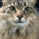 Тоник — Bud the Cat