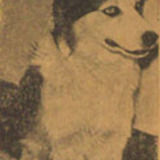 Tuffy — Tuffie (as Tuffie the Dog)