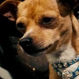 Честер Чихуахуа — Warehouse Dog (uncredited)