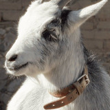 Melvin