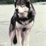 Jed the Wolfdog — Dog Thing