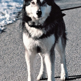 Jed — The Thing (uncredited)