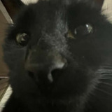 Bagherra The Cat — Bugherra