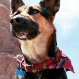 Dale Dierker's Dog (uncredited)