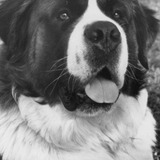 Chris the Dog — Beethoven