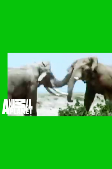 Animal Face-Off: Elephant vs. Rhino