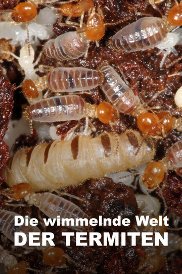 Svět podle termitů