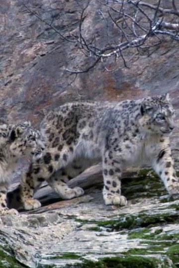 Capturing The Rare Snow Leopard On Camera