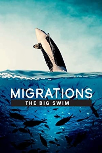 Migrations: The Big Swim