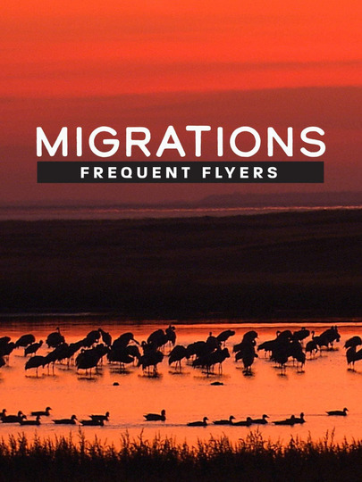 Migrations: Frequent Flyers