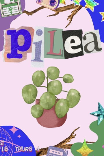 Pilea