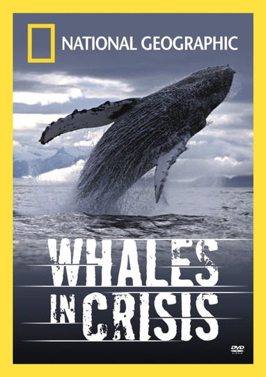 Whales in Crisis