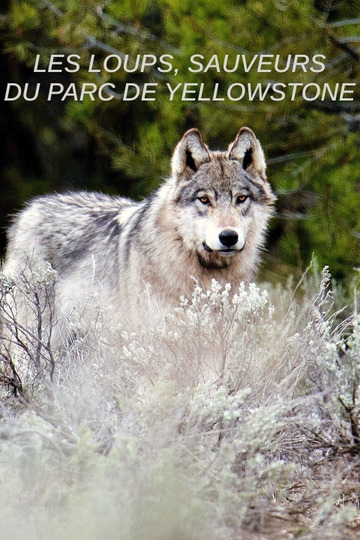 Yellowstone: The Mystery of the Wolves