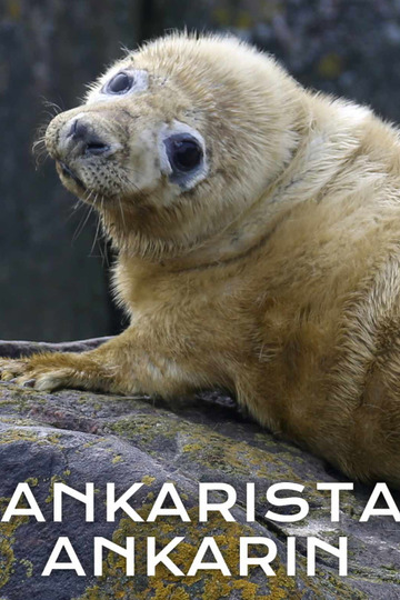 Ankarista ankarin (2024)