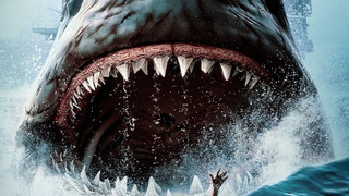 Shark 🦈 
