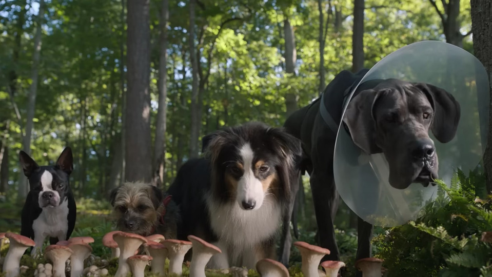 Посмотрите новый трейлер комедии о собаках «Отвязные дворняги»