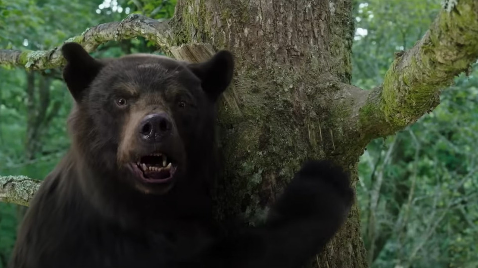 Вышел трейлер фильма Cocaine Bear о медведе, объевшимся кокаина
