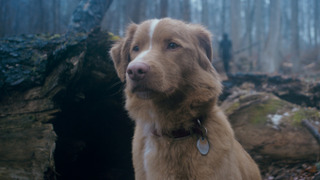 The trailer for the horror movie "Good Boy" showed a haunted house through the eyes of a dog