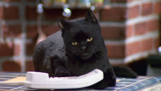 7 TV shows about cats and dogs