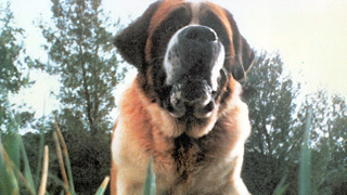 Netflix is prepping a remake of "Cujo" based on Stephen King's novel
