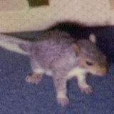 Willie the Squirrel — Self (archive footage)