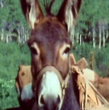 Number Seven — Burro