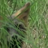 Ghost the Fox — Self (archive footage)