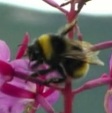 Sleeping Bumblebee — Self (archive footage)