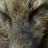 Iris the Fox — Self (archive footage)