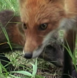 Ghost the Fox’s Playmate — Self (archive footage)