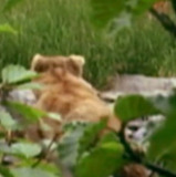 Quincy the Bear — Self (archive footage)