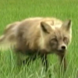 Spirit the Fox — Self (archive footage)