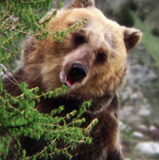 Bozo the Bear — Ben the Bear