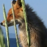 Timmy the Fox — Self (archive footage)