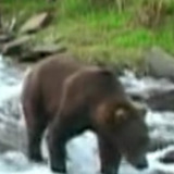 Olie the Bear — Self (archive footage)