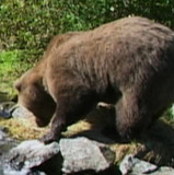 Downey the Bear — Self (archive footage)