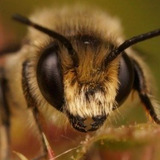 Buzz Bee — пчела (voice)